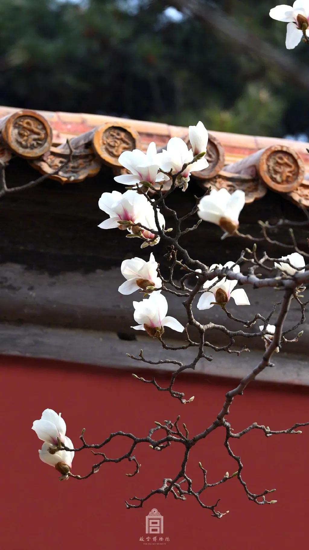 木棉道一开花故宫就美成了御花园