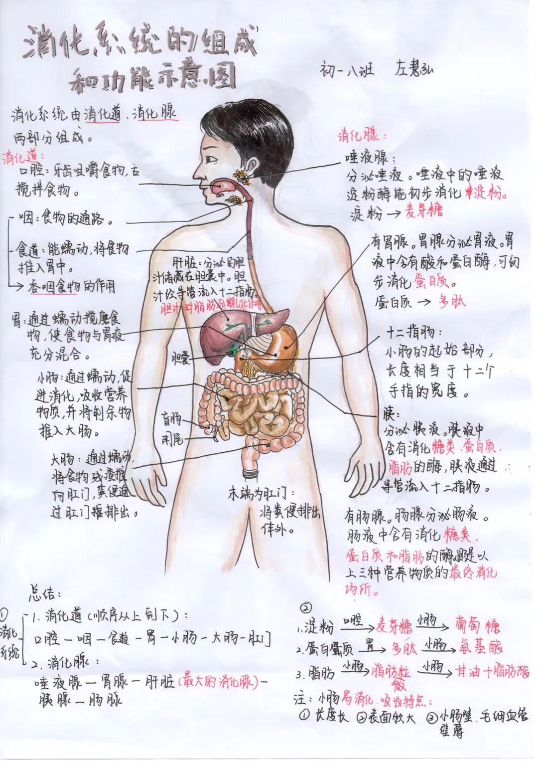 七下人体结构手抄报图片