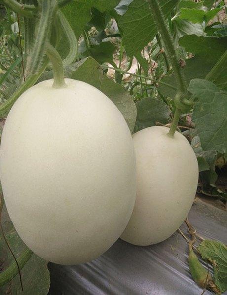 原创白皮白肉甜瓜品种科蜜十七甜瓜种子