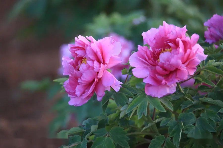 今日看点济宁第一大型牡丹园泗水牡丹真国色雍容华贵正美时