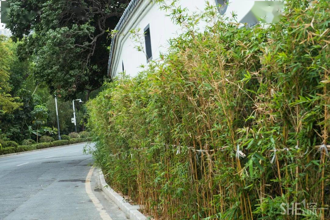 啊啊啊啊啊深圳这个村子都是竹子