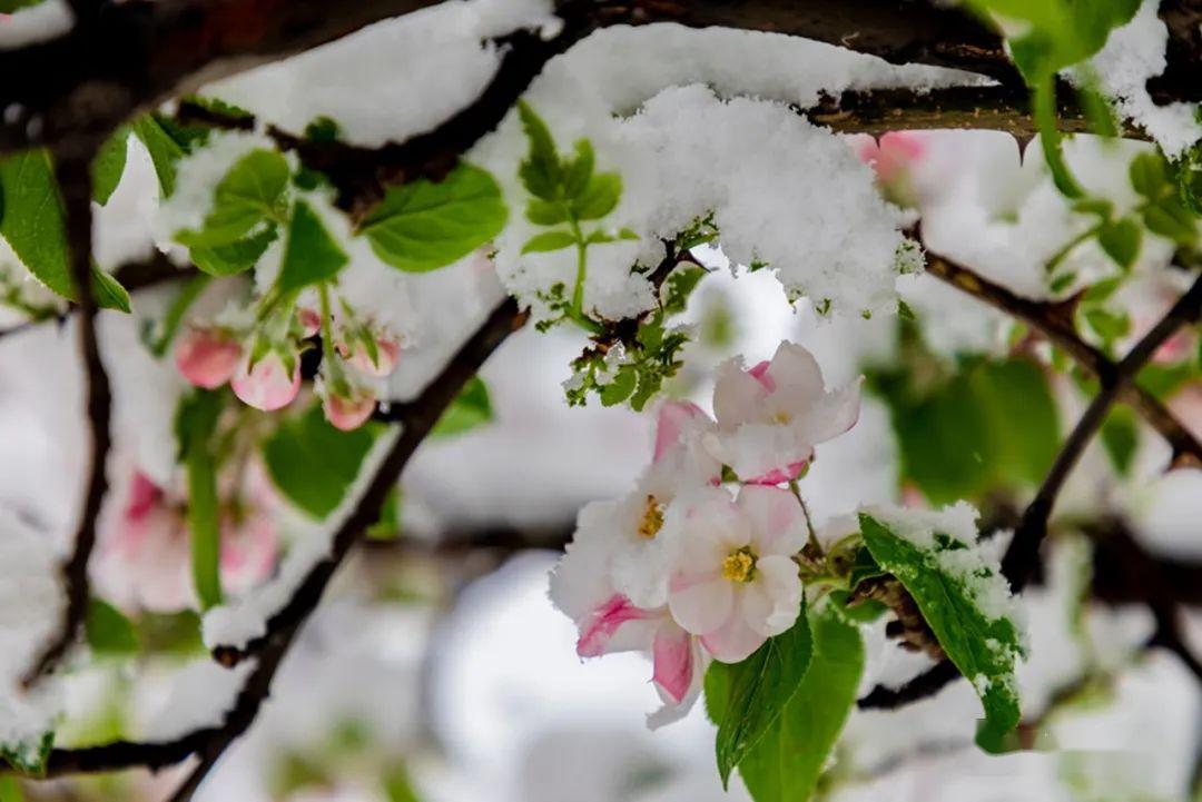 沙河当春花偶遇冬雪