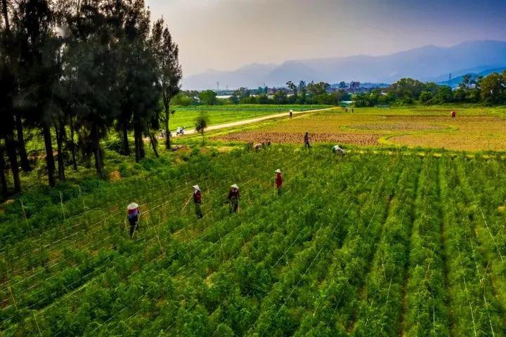 sdfd我们一起放飞心灵吧给您带来了踏青的好活动联合三五丘七彩田园