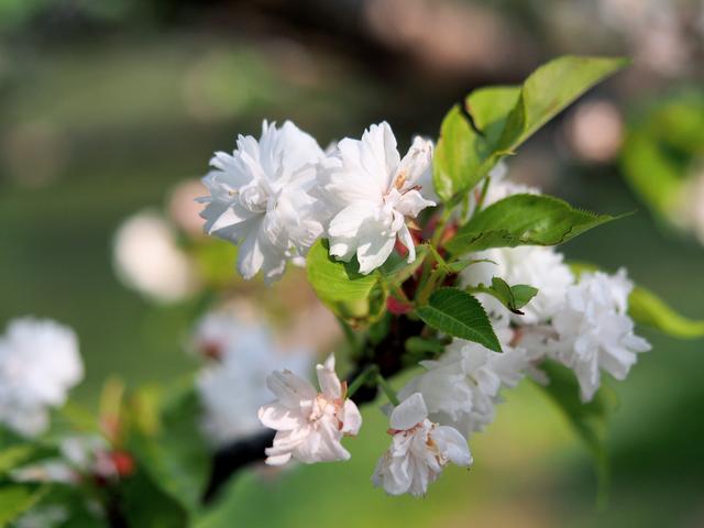 原创上海这个公园樱花季长45天早中晚樱轮流上线最近晚樱颜值爆