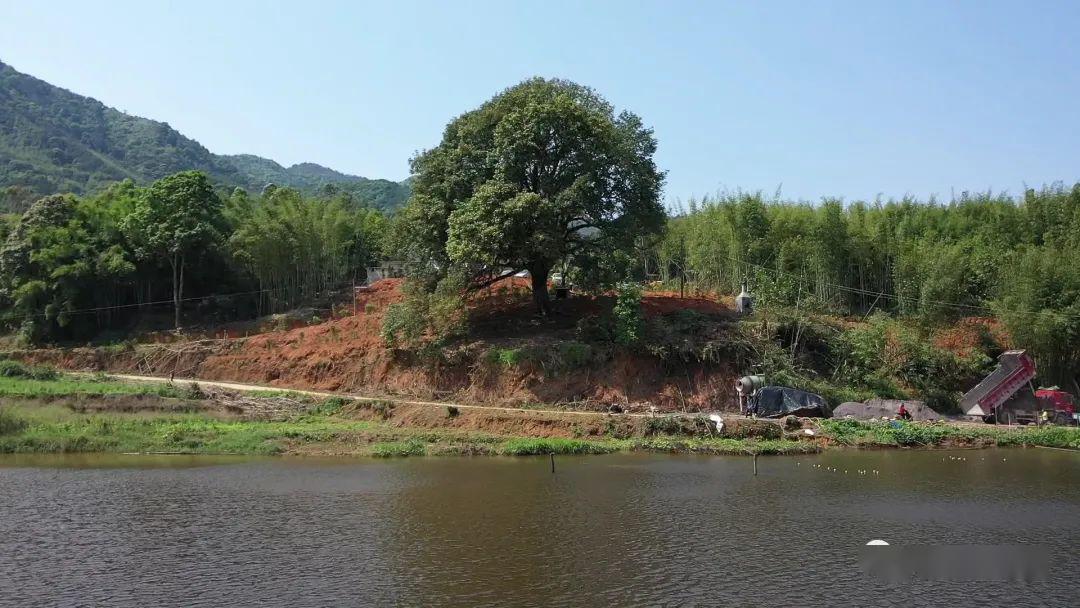 惊岑溪波塘镇这个村竟藏着一棵300多岁的古树