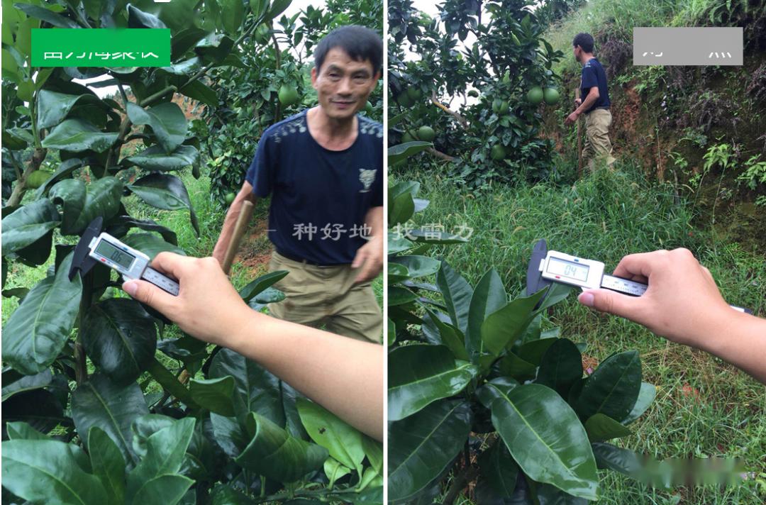 使用雷力海聚收的蜜柚叶片厚度0.6cm,对照叶片厚度0.4cm.