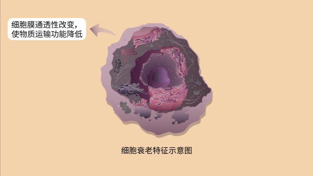 生物大师高中细胞的衰老和死亡被复制的人