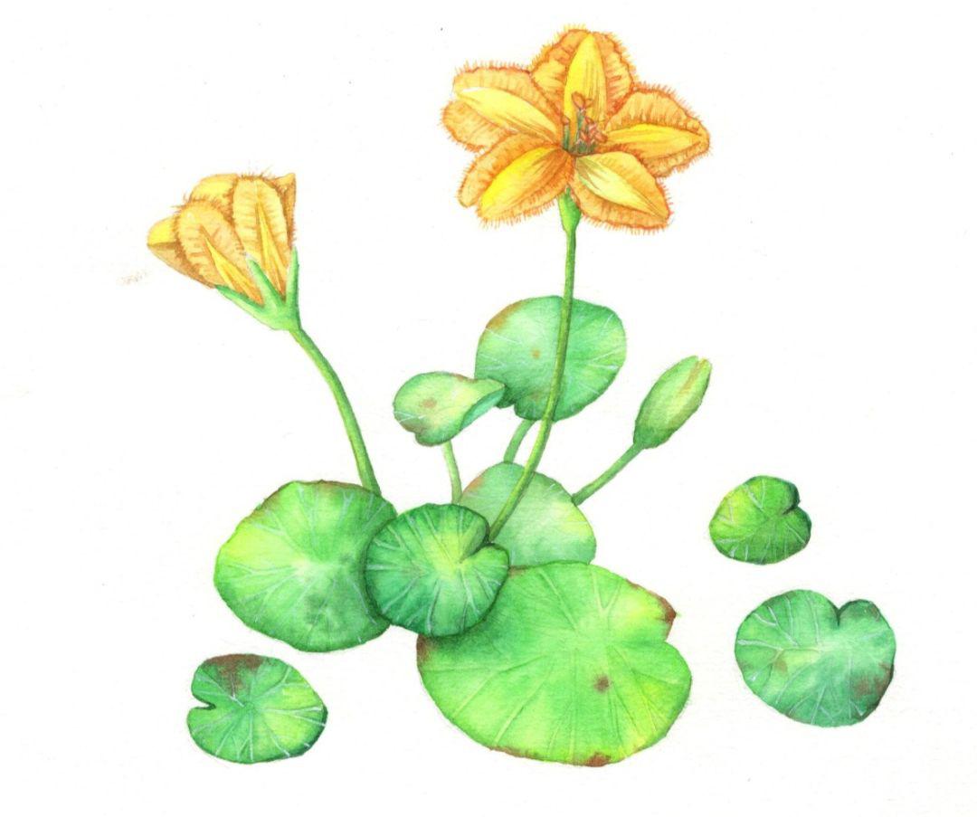 古典文学与植物科普巧妙结合,带孩子探索古诗词里的植物园