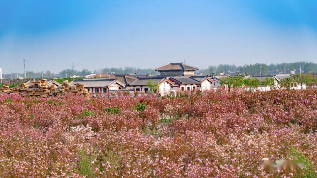 固镇樱花园中国排名图片