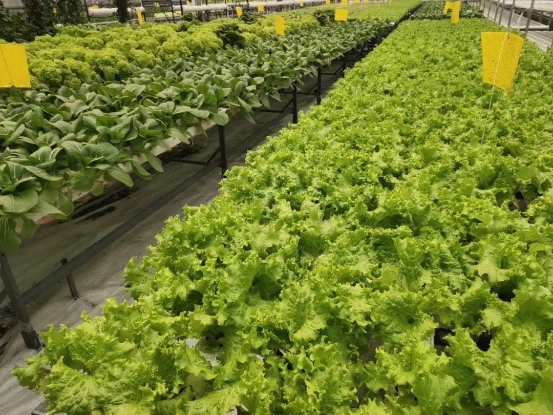 【第十九届农博会筹展速递】立体 密植 补光灯 农博园无土栽培区全面
