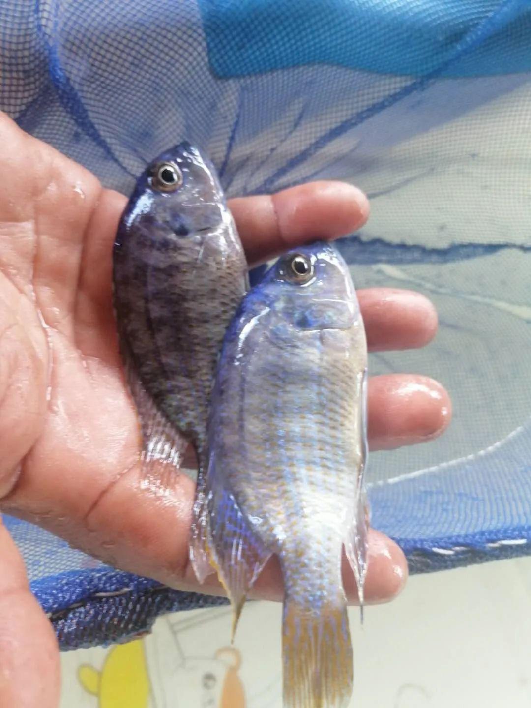 【图鉴专栏】渔夫-刚果野生坦马订单图鉴2020/04/14_sp