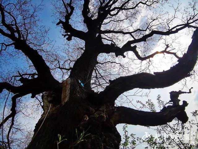 驻马店:树龄310年 三棵古黄楝树的靓影