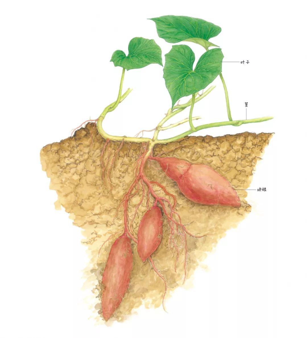 地瓜是根还是茎图片