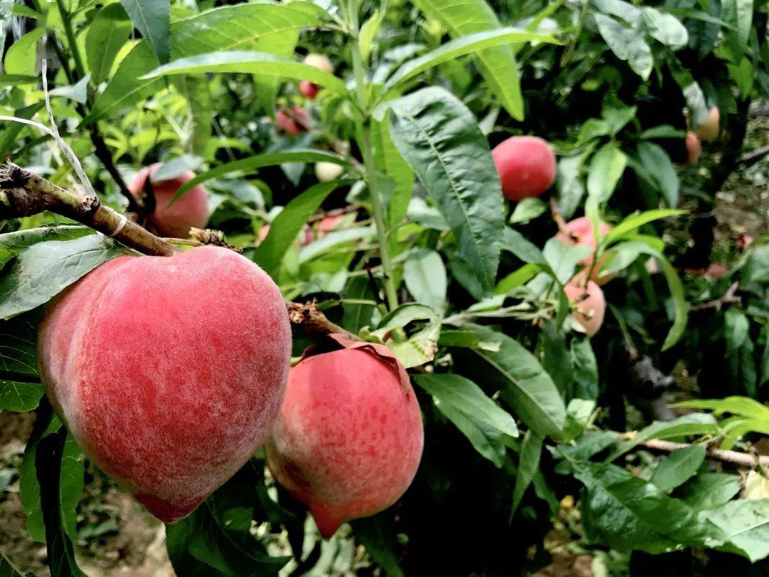 丰宁四月柳初绿 潮河两岸桃当家