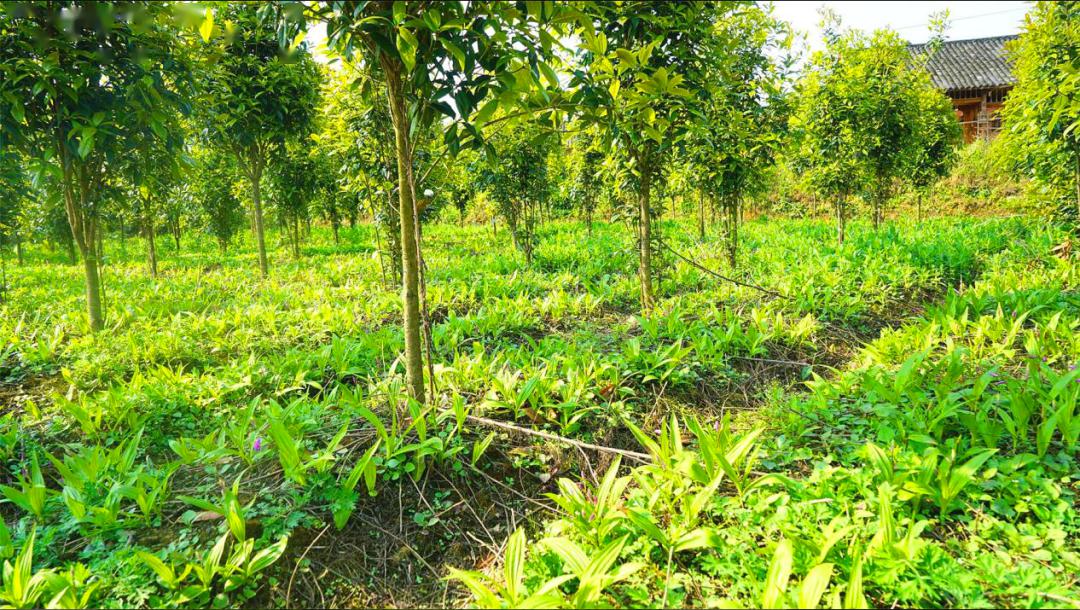 一碗水乡:林下药材助农增收