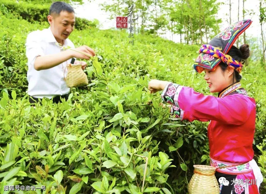 又是一年采茶季,北川擂鼓盖头山一大片一大片的茶树,一排排,整整齐齐