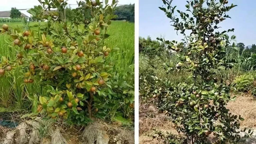 產業融合油茶幼林套種大豆