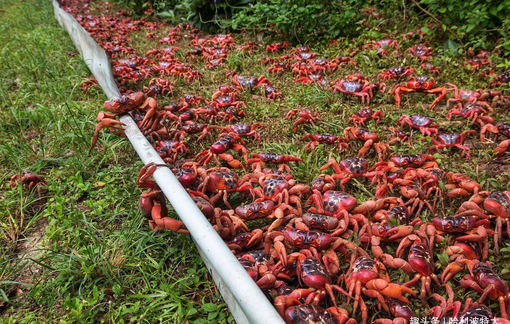 当地居民给红蟹建立的"迁徙围墙",这也是一种保护措施.