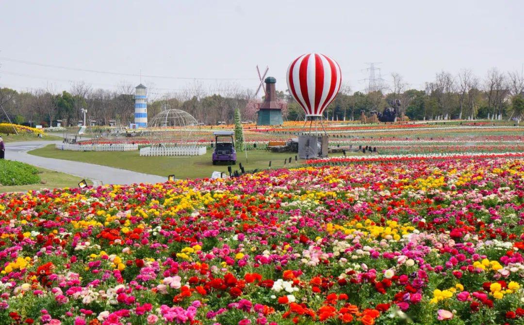 上海这里大片花海美翻了!马鞭草,虞美人,绣球花,比格海棠.赏花29.