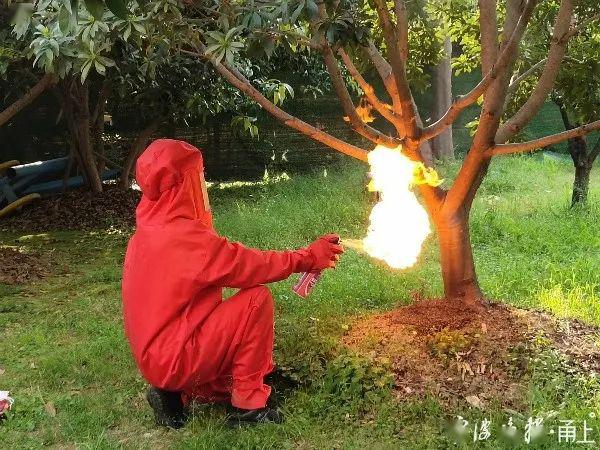 慈溪有人打开天花板后头皮发麻…_蜜蜂