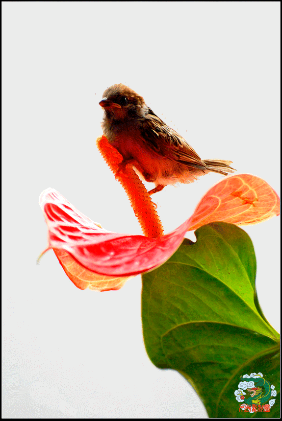 赏诗会(835)向歌;上联:鸟语空山闹,下联?