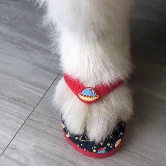 这狗脚太好看了,网友:我从来没见过这样的狗脚,那鞋太可爱了!_jiojio
