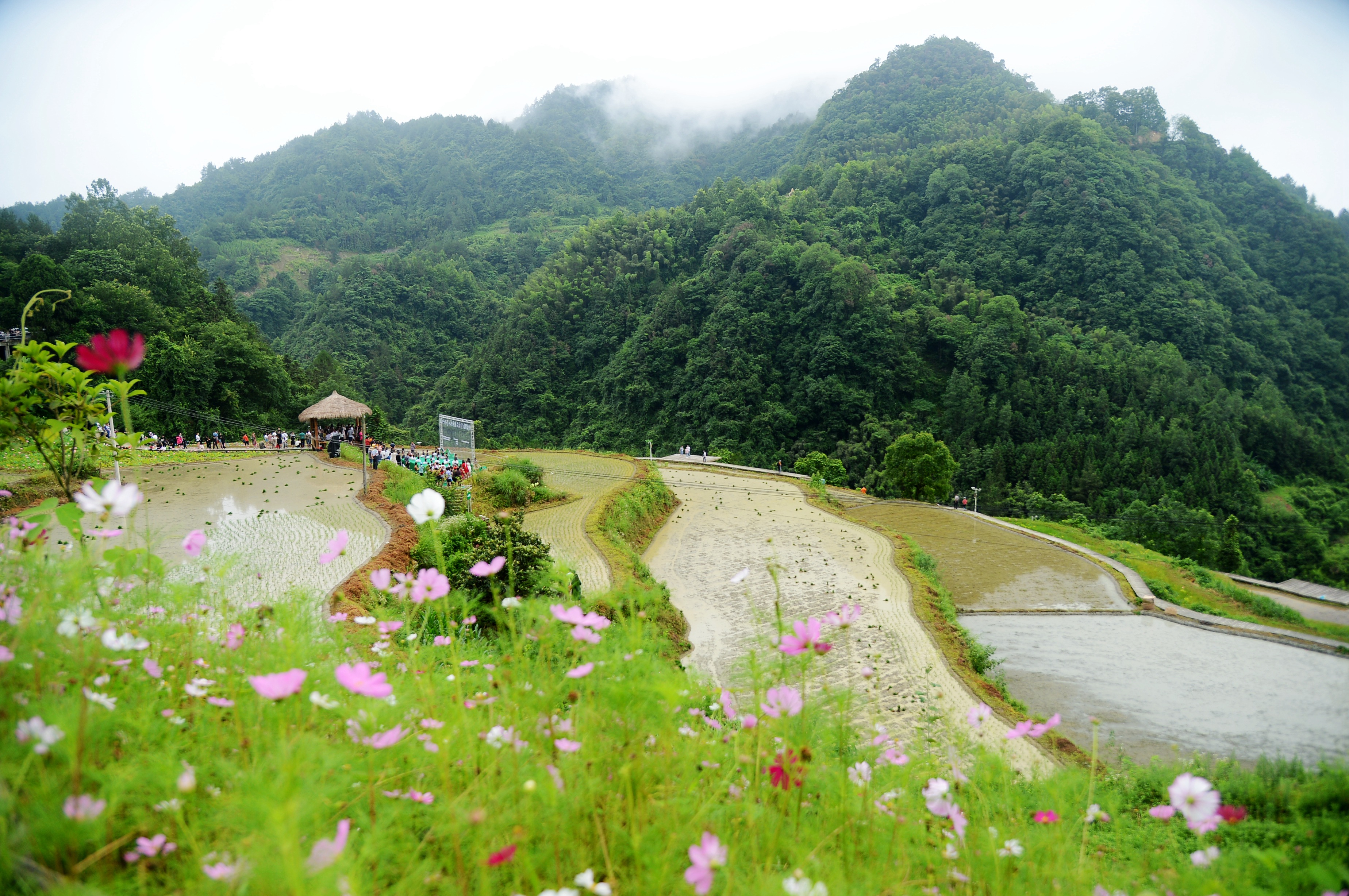 张家界五号山谷图片