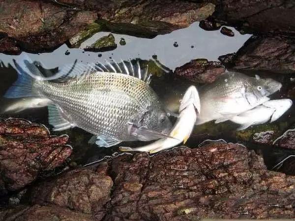 海邊的這種魚冬天也很好釣,一定要活殺才好吃_黑鯛