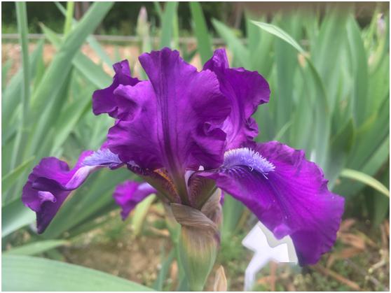 有髯鸢尾( bearded iris ) 因外花瓣中肋上具有色泽多变的细密髯毛状