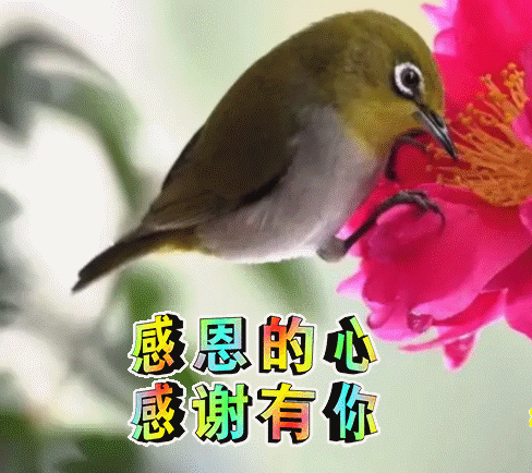 早上好互相关心时常联系愿你天天开心如意