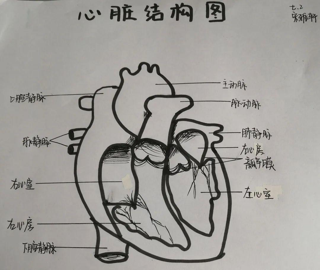 肾脏手抄报图片