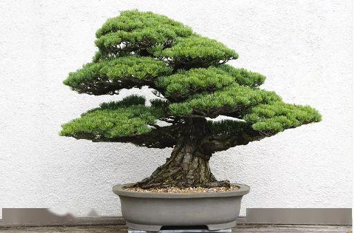 一棵松,美了一个院子