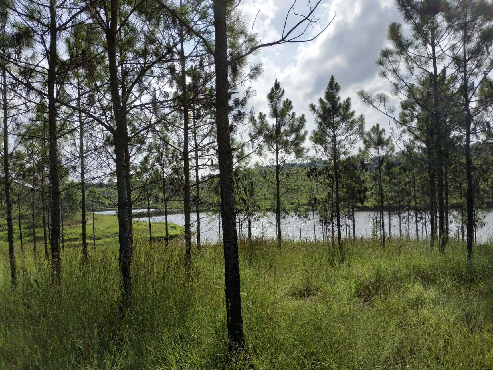 农村集体土地上的林地面临征收3方面了解怎样补偿