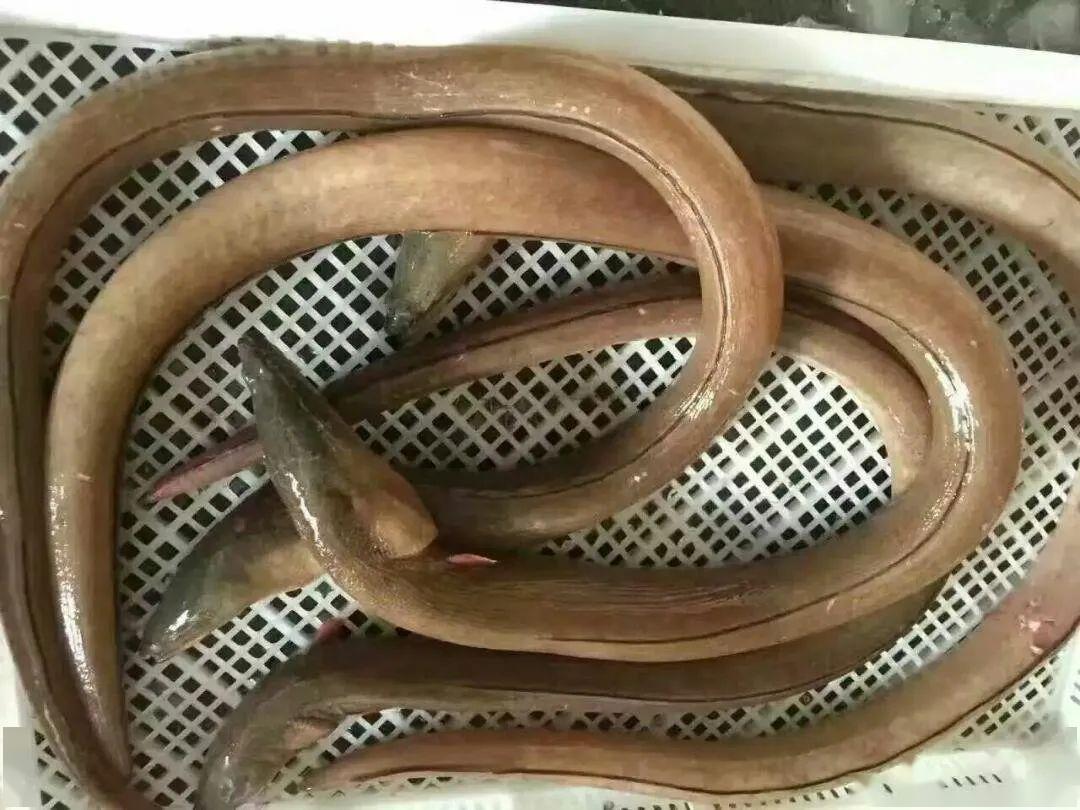 这个海底的竹笋,被国人吹成了神药_鳗鱼