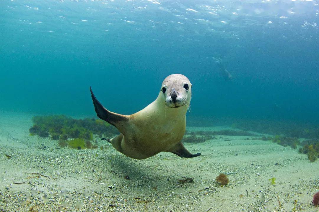 直播预告 | 国家地理海洋摄影师,教你如何捕捉精彩瞬间!