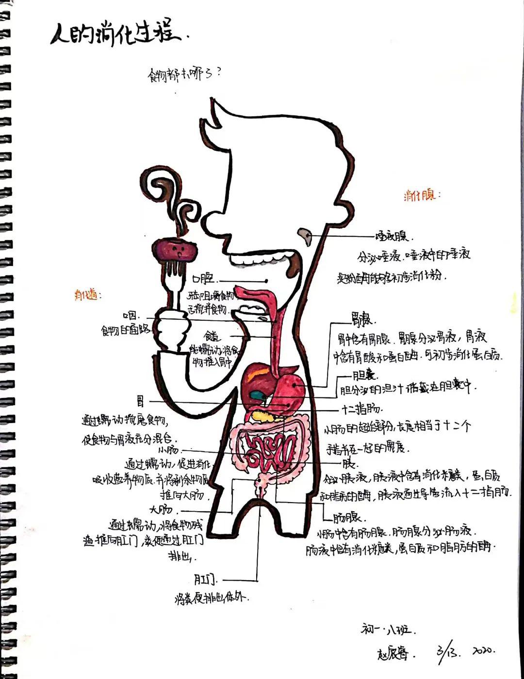 关于人体的手抄报生物图片