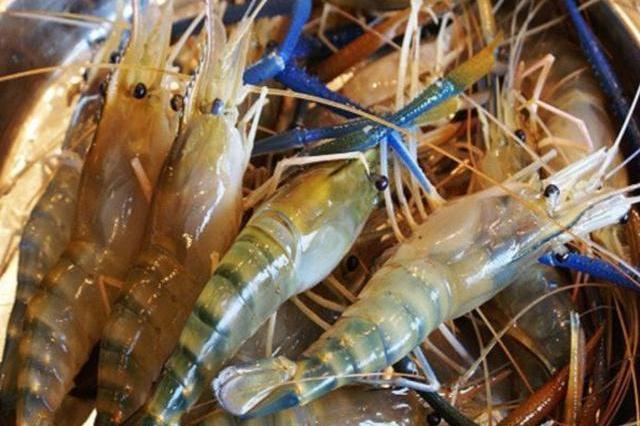 毛氏大草虾由罗氏沼虾发展而来,原本生活在