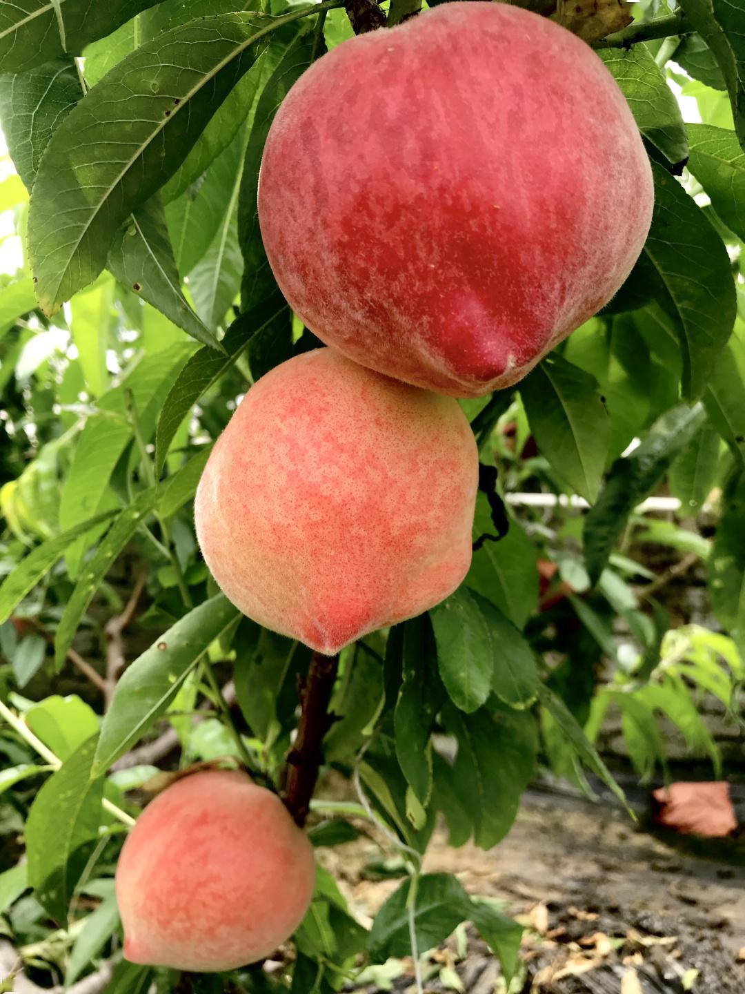 丰宁四月柳初绿,潮河两岸桃当家