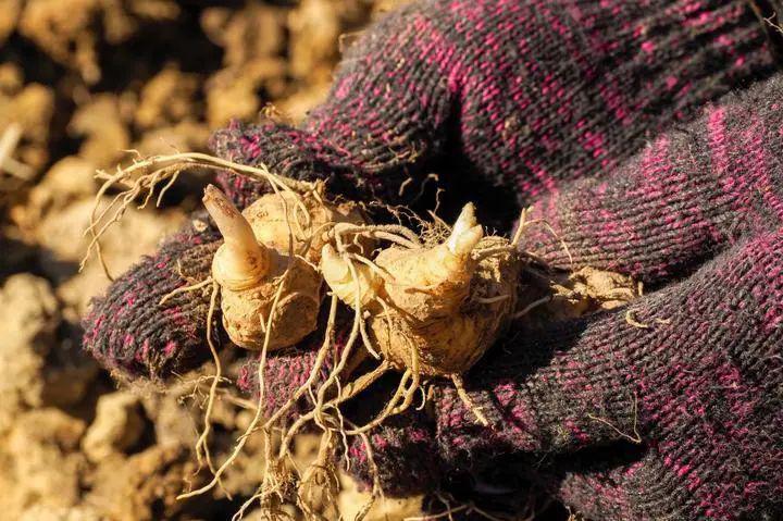 景宁:黄精铺就林下"黄金"路_种植