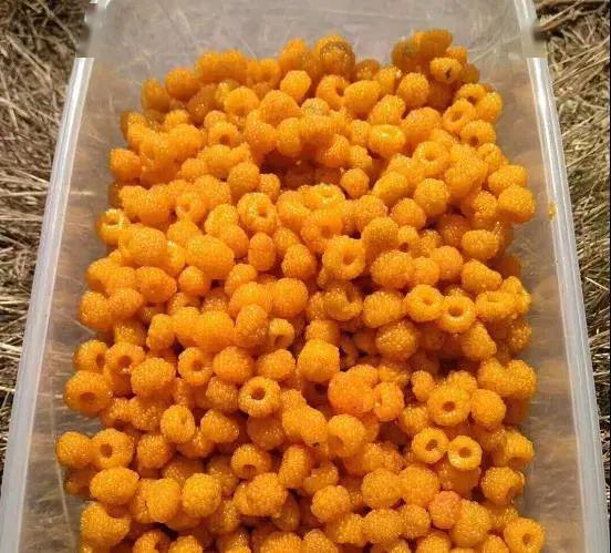 走玉溪黄泡熟了我们一起去山上摘