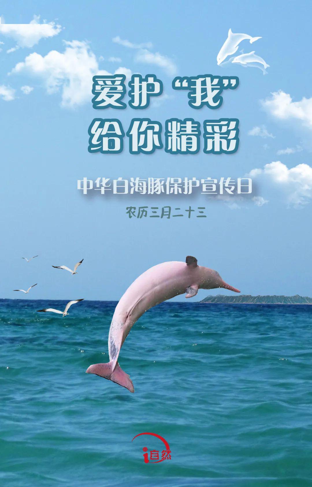 保护海豚海报内容图片