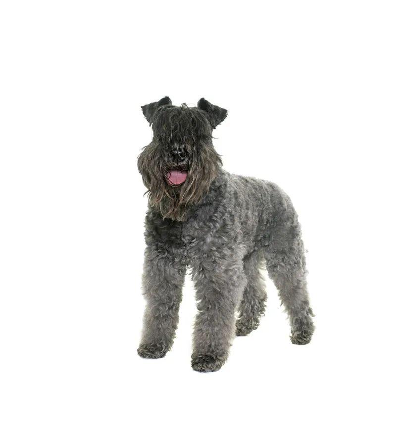 邹平市民文明养犬通知这48类烈性犬在邹平城市建成区禁养