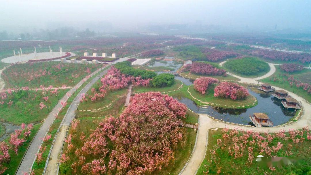 亚洲第一大樱花园固镇图片