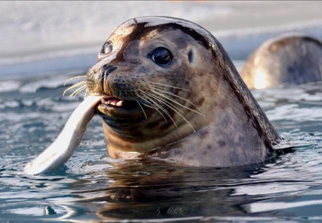 德国公园没钱喂动物,列出宰杀名单,海豹和北极熊双双上榜