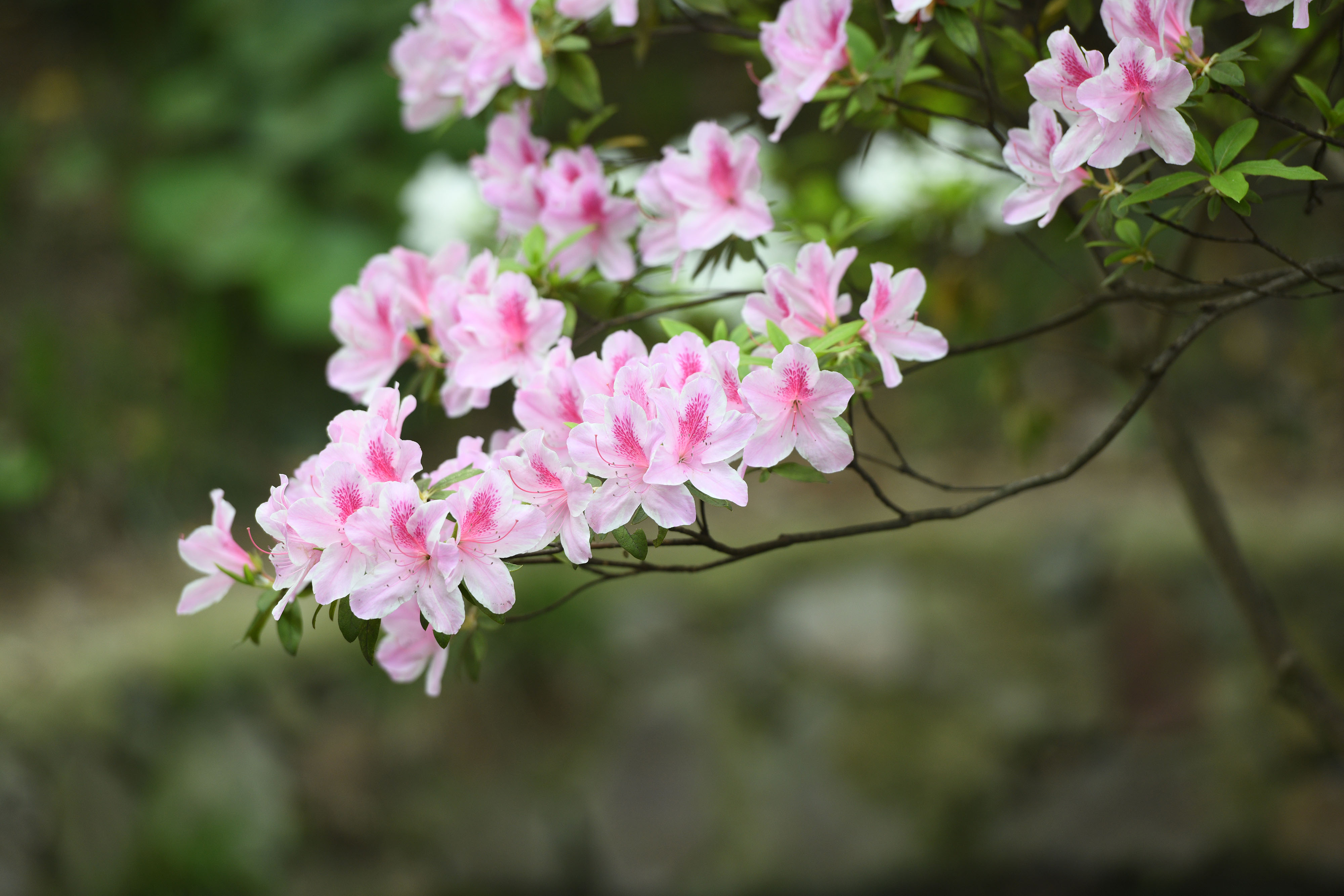 安徽合肥:杜鹃花姹紫嫣红,竞相开放,美极了