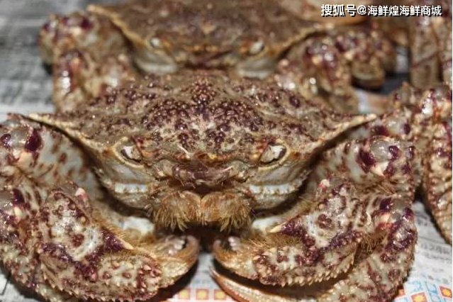 姓名:栗蟹(クリガニ,kurigani)门派:螃蟹(短尾)下目 栗蟹科 栗蟹属