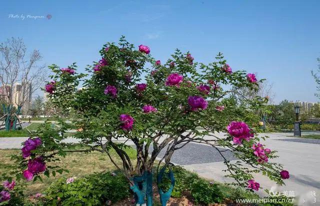 总领群芳花之王洛阳千年皇家园林百年牡丹花王盛开