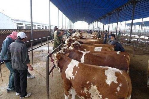 揭秘牛羊贩子的骗人伎俩有哪些买牛羊怎么才能不上当受骗