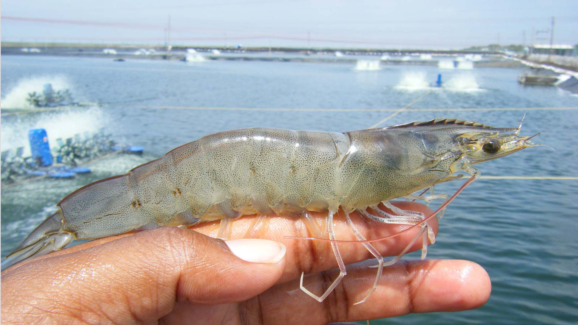 除养殖南美白虾之外,中国还养殖日本沼虾,罗氏沼虾,斑节对虾