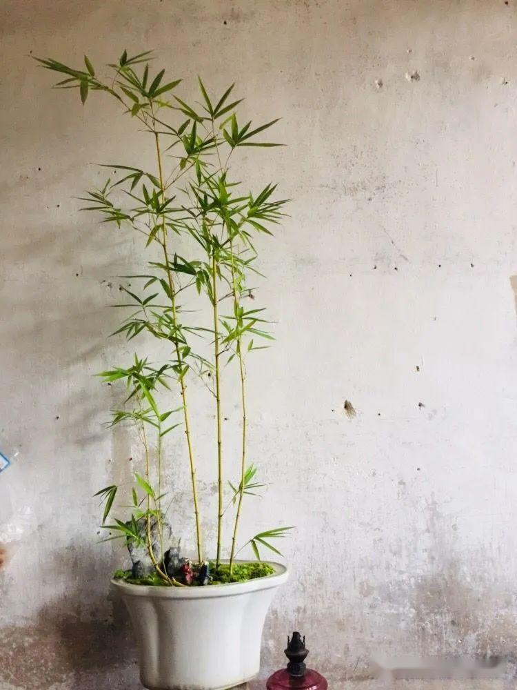 家有雅室,养一盆竹盆景
